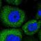 Serine Incorporator 1 antibody, NBP1-81423, Novus Biologicals, Immunofluorescence image 