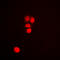 p53 antibody, LS-C358383, Lifespan Biosciences, Immunofluorescence image 