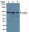 LDL Receptor Related Protein 1 antibody, LS-C295190, Lifespan Biosciences, Western Blot image 