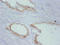 TIMP Metallopeptidase Inhibitor 1 antibody, CSB-MA0235601A0m, Cusabio, Immunohistochemistry frozen image 