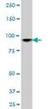 Minichromosome Maintenance Complex Component 4 antibody, H00004173-B01P, Novus Biologicals, Western Blot image 