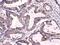 Calpastatin antibody, A00337, Boster Biological Technology, Immunohistochemistry frozen image 
