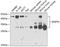 BCL2 Interacting Protein 3 Like antibody, A03107-1, Boster Biological Technology, Western Blot image 
