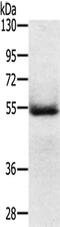 Ectodysplasin A Receptor antibody, CSB-PA083210, Cusabio, Western Blot image 