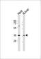 Paired Box 4 antibody, MBS9209506, MyBioSource, Western Blot image 