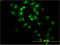 GA Binding Protein Transcription Factor Subunit Alpha antibody, LS-C133214, Lifespan Biosciences, Immunofluorescence image 