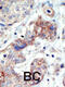 EPH Receptor B3 antibody, 63-059, ProSci, Immunohistochemistry paraffin image 