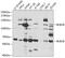 BUB1 Mitotic Checkpoint Serine/Threonine Kinase B antibody, GTX55541, GeneTex, Western Blot image 