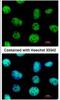 Ventral Anterior Homeobox 2 antibody, NBP2-15161, Novus Biologicals, Immunofluorescence image 