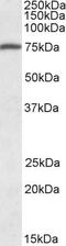 Fermitin Family Member 3 antibody, PA5-19174, Invitrogen Antibodies, Western Blot image 