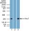 Hes Family BHLH Transcription Factor 7 antibody, NBP2-27417, Novus Biologicals, Western Blot image 