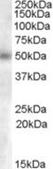 Apolipoprotein B MRNA Editing Enzyme Catalytic Subunit 3A antibody, 46-697, ProSci, Immunofluorescence image 