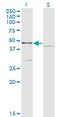 Coenzyme Q3, Methyltransferase antibody, MA5-24468, Invitrogen Antibodies, Western Blot image 