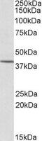 Cytohesin 1 Interacting Protein antibody, GTX22247, GeneTex, Western Blot image 
