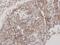 Flotillin 2 antibody, NBP1-30881, Novus Biologicals, Immunohistochemistry paraffin image 