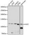 Unc-51 Like Autophagy Activating Kinase 2 antibody, LS-C750213, Lifespan Biosciences, Western Blot image 