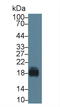 CD59 Molecule (CD59 Blood Group) antibody, LS-C296093, Lifespan Biosciences, Western Blot image 