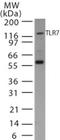 Toll Like Receptor 7 antibody, TA336447, Origene, Western Blot image 