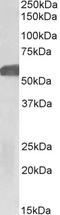 Glucagon Like Peptide 1 Receptor antibody, STJ72860, St John