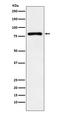Early Growth Response 1 antibody, M00687, Boster Biological Technology, Western Blot image 