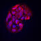 Hepatocellular carcinoma-associated protein TD26 homolog antibody, MAB8548, R&D Systems, Immunofluorescence image 