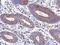 Pyridine Nucleotide-Disulphide Oxidoreductase Domain 2 antibody, NBP2-20022, Novus Biologicals, Immunohistochemistry frozen image 