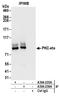 Protein Kinase C Eta antibody, A304-235A, Bethyl Labs, Immunoprecipitation image 