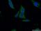 Methionyl Aminopeptidase 2 antibody, 17040-1-AP, Proteintech Group, Immunofluorescence image 