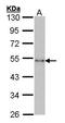 Bars antibody, TA308690, Origene, Western Blot image 