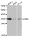 Amphiregulin antibody, abx001536, Abbexa, Western Blot image 