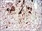 Tubulin Alpha 8 antibody, NBP2-37535, Novus Biologicals, Immunohistochemistry paraffin image 