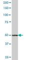 TRNA-YW Synthesizing Protein 1 Homolog antibody, H00055253-B01P, Novus Biologicals, Western Blot image 