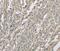 Ectodysplasin A2 Receptor antibody, PA5-50400, Invitrogen Antibodies, Immunohistochemistry frozen image 