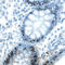 Kruppel Like Factor 4 antibody, AF3640, R&D Systems, Immunohistochemistry paraffin image 