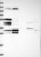 NSE1 Homolog, SMC5-SMC6 Complex Component antibody, NBP1-92200, Novus Biologicals, Western Blot image 