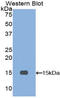 Inhibin Subunit Beta A antibody, LS-C303704, Lifespan Biosciences, Western Blot image 