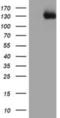 Protein Tyrosine Kinase 7 (Inactive) antibody, NBP2-01486, Novus Biologicals, Western Blot image 