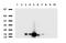 Visinin Like 1 antibody, LS-C796853, Lifespan Biosciences, Western Blot image 