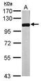 Aminopeptidase Puromycin Sensitive antibody, TA308014, Origene, Western Blot image 