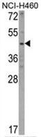 Kynureninase antibody, AP17533PU-N, Origene, Western Blot image 