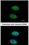 DEAD-Box Helicase 3 X-Linked antibody, PA5-34832, Invitrogen Antibodies, Immunofluorescence image 