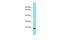 Homeobox protein MSX-3 antibody, PA5-68815, Invitrogen Antibodies, Western Blot image 