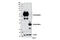 Intercellular Adhesion Molecule 2 antibody, 13355S, Cell Signaling Technology, Western Blot image 