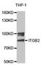 Integrin Subunit Beta 2 antibody, TA327313, Origene, Western Blot image 