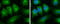 Tubulin Alpha 1a antibody, GTX109832, GeneTex, Immunofluorescence image 