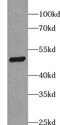 Vacuolar protein sorting-associated protein 4A antibody, FNab09445, FineTest, Western Blot image 