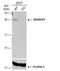 Oprs1 antibody, NBP2-19628, Novus Biologicals, Western Blot image 