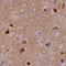 Calcium/Calmodulin Dependent Protein Kinase II Alpha antibody, HPA051783, Atlas Antibodies, Immunohistochemistry frozen image 