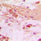 TSC22 Domain Family Member 1 antibody, LS-C353108, Lifespan Biosciences, Immunohistochemistry frozen image 