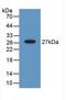 Gelsolin antibody, LS-C314483, Lifespan Biosciences, Western Blot image 